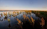 Dry Weeds and Marshland Saskatchewan