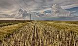 Stubble Field and Prarie Storm