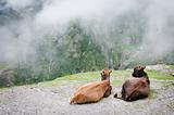 Two cows admire the scenery of foggy mountains