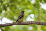 A male chaffinch (Fringilla coelebs) singing