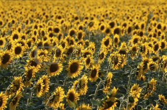 Sunflower field in late evening sunlight.