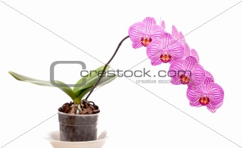 Orchid in a pot on a white background