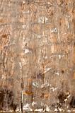 Stock macro photo of the texture of wood.