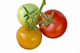 tomato ripe and unripe