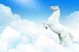 White horse rearing in the sky, surrounded by clouds
