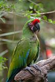 Green Parrot Sitting on Wood