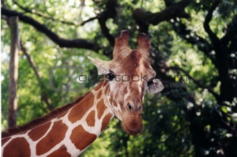 Giraffe Face Shot