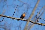 Robin Sitting on Tree Limb Against Blue Sky