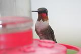 Male Ruby Throated Hummingbird Sitting At Red Feeder.