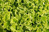 Lettuce salad leaves