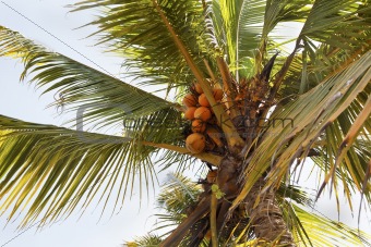 orange fresh coconut tree