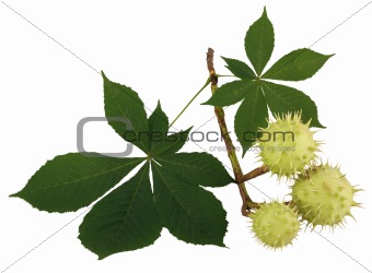 Chestnut branch with leaves