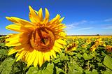 Sunflowers(1).jpg