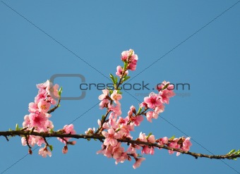 Peach flower (Prunus persica)