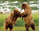 Alaskan Grizzly Bears fighting