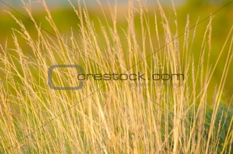 Summer Prairie Grass