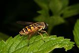 European hoverfly (Helophilus trivittatus)