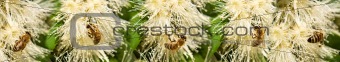 Spring Bees on white syzygium flowers border