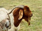 billy goat portrait rural scene