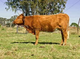 australian brown cow with gum trees