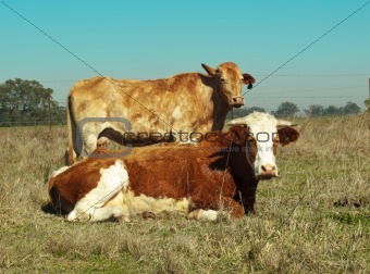 australian simmental cow typical brown and white coloring