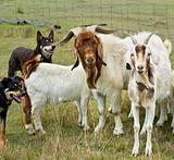 Goats with australian working dogs kelpies