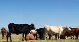 herd of beef cattle with blue sky copyspace