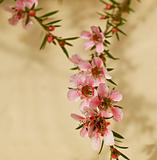 spring flower of leptospermum pink cascade