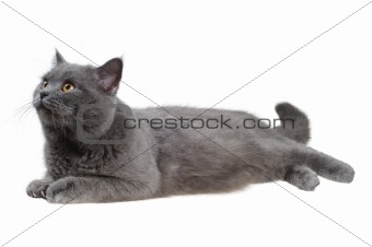 British cat lying and looking left