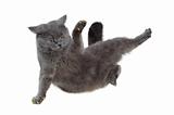 British cat dancing breakdance