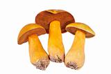 Three Mushrooms. Russula
