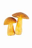 Two Mushrooms. Russula
