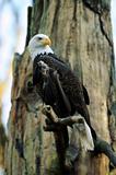 American Bald Eagle portrait