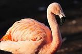 Portrait of Flamingo
