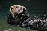 Arctic sea otter