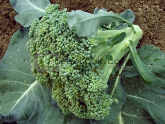 broccoli head