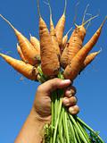 hand with carrots