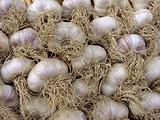 garlic bulbs