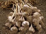 garlic crop