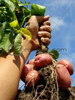 hand with potato plant