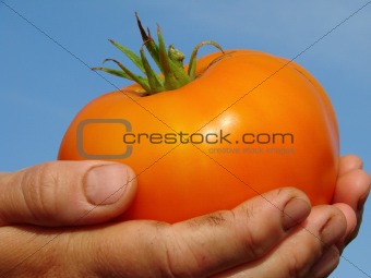 big orange tomato
