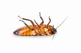Madagascar cockroach, lying on his back