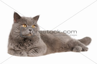 British cat lying and looking upright