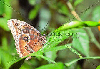 Butterfly on a leaf. On  background of leaves.