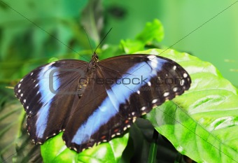 Butterfly on a leaf. On  background of leaves.