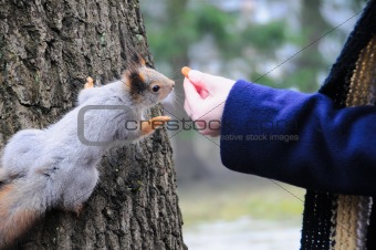 squirrel being hand fed