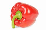 Red pepper on a white background