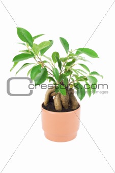 Ficus in the pot, isolated on white