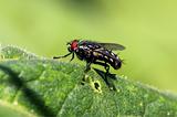 Common fly