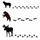 animals and their tracks